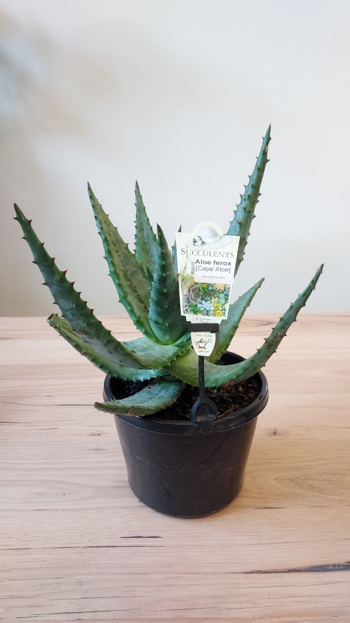 shampoo with aloe Concentrated Aloe Pet Shampoo – Nature's Specialties main image 0