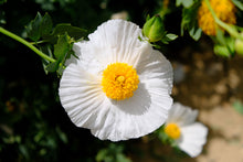Load image into Gallery viewer, Romneya coulteri