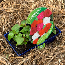 Load image into Gallery viewer, Impatiens 'Mix'