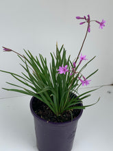 Load image into Gallery viewer, Tulbaghia violacea 'Starburst'