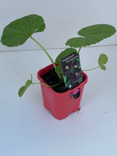 Load image into Gallery viewer, Hollyhock 'The Watchman'