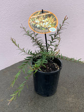 Load image into Gallery viewer, Austromyrtus ‘Coppertops’