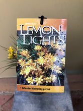 Load image into Gallery viewer, Conostylis setigera ‘Lemon Lights’
