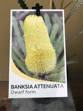 Load image into Gallery viewer, Banksia attenuata 'Nana'
