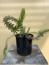 Load image into Gallery viewer, Banksia violacea