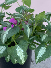 Load image into Gallery viewer, Lamium ‘Sensation’