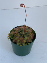 Load image into Gallery viewer, Drosera Species 'sundew'