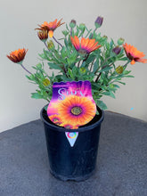 Load image into Gallery viewer, Osteospermum ’Purple Sun’