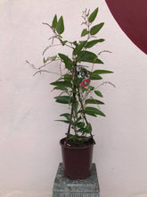 Load image into Gallery viewer, Hardenbergia violacea ‘Free’n Easy’