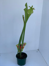 Load image into Gallery viewer, Sarracenia sp.