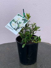 Load image into Gallery viewer, Gardenia ‘Radicans’