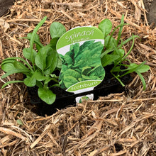 Load image into Gallery viewer, Spinach 'Ironman'
