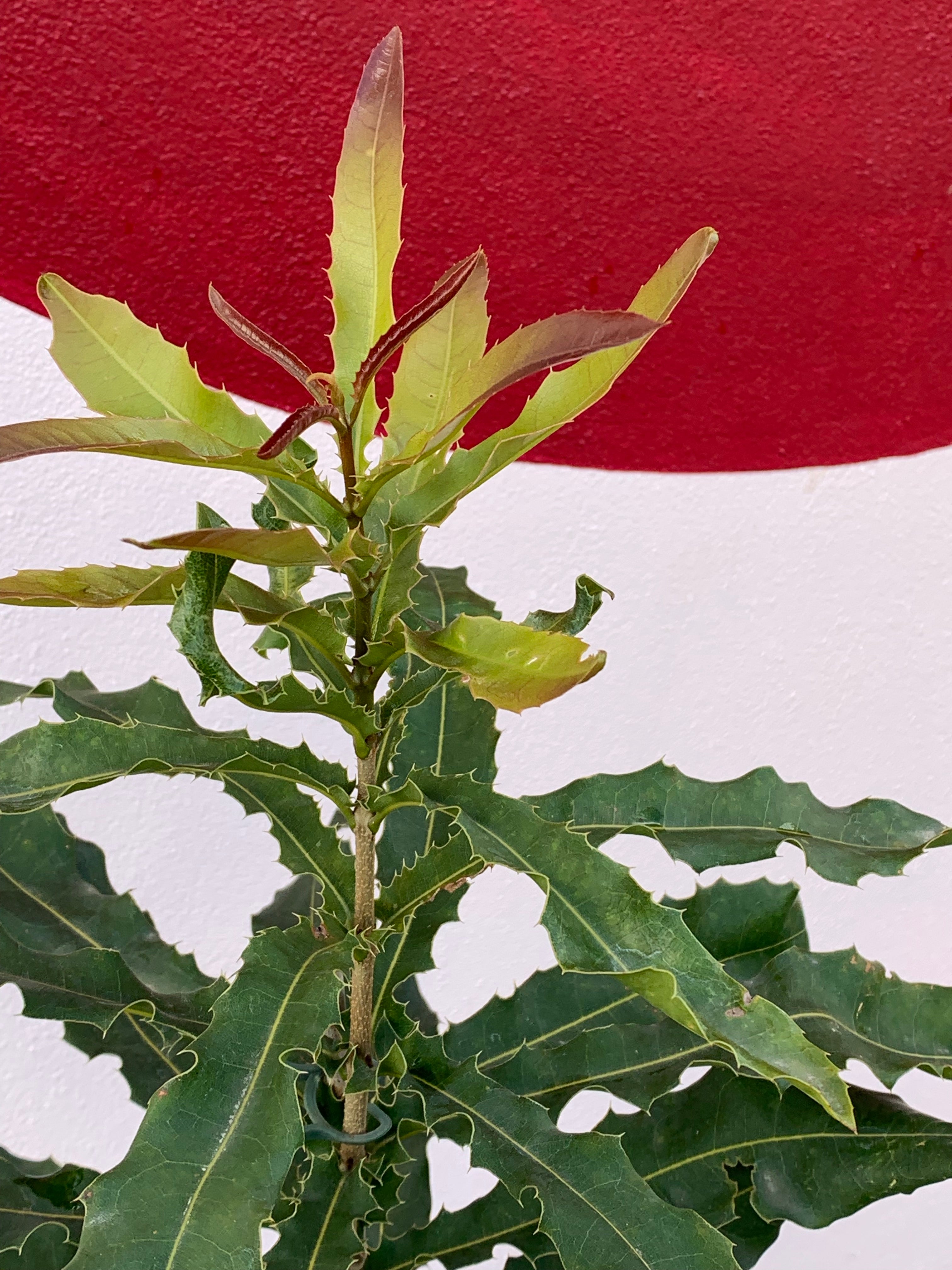 Macadamia nut tree &ndash; Northcote Nursery