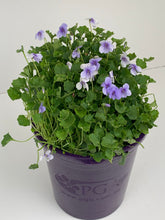 Load image into Gallery viewer, Viola hederacea 'Baby Blue'