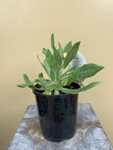 Load image into Gallery viewer, Bracteantha bracteata 'Dragan Hill Lemon Monarch'