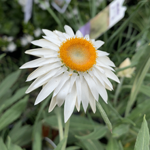 Load image into Gallery viewer, Bracteantha bracteatum 'Dragan Hill White Monarch'