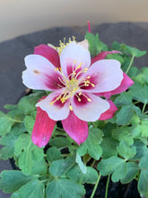 Load image into Gallery viewer, Aquilegia ‘Burgandy’