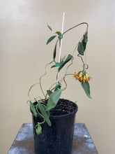 Load image into Gallery viewer, Billardiera ringens