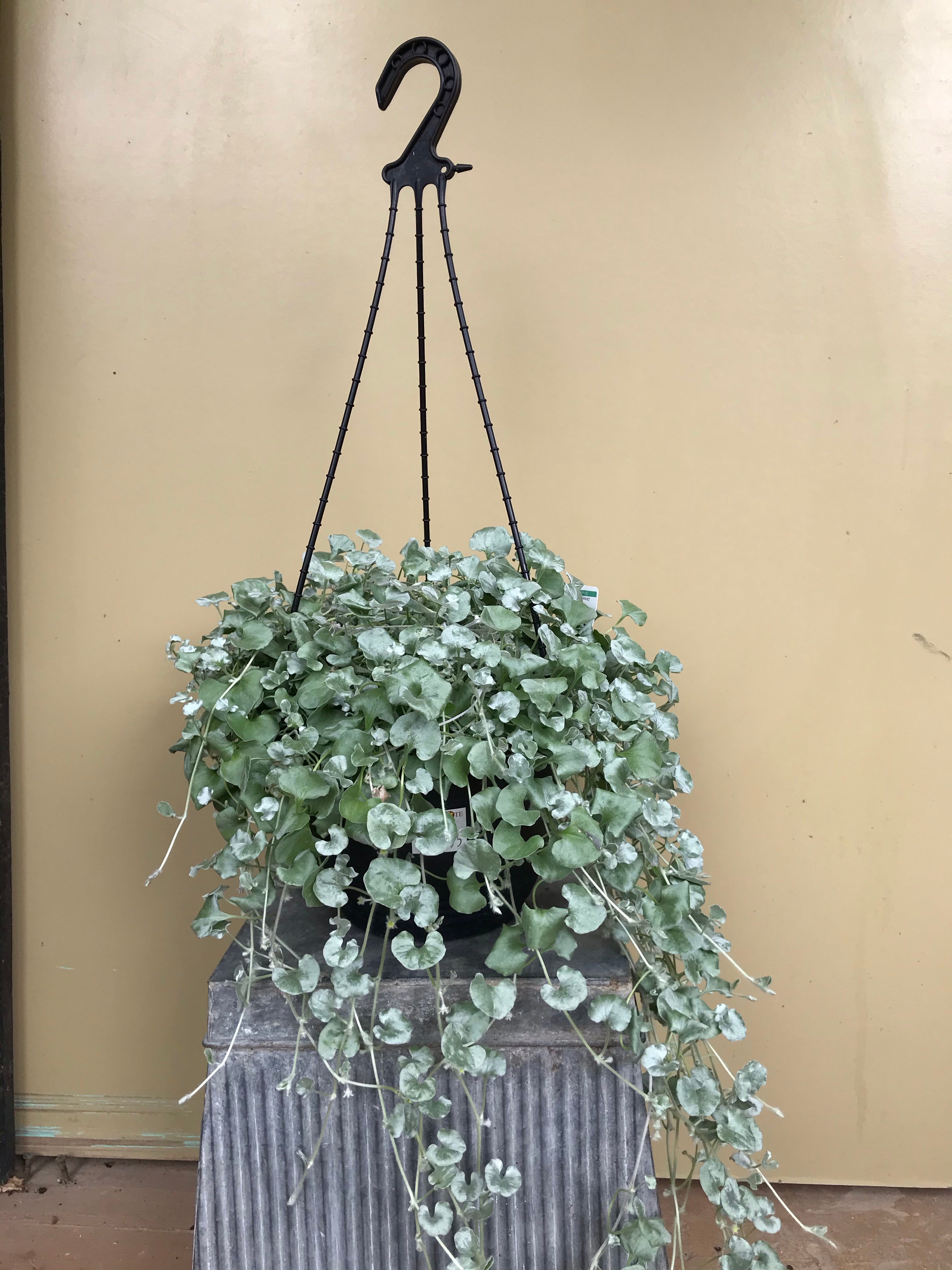 dichondra hanging plant Dichondra argentea ‘Silver Falls’ hanging basket