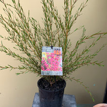 Load image into Gallery viewer, Boronia 'Lipstick'