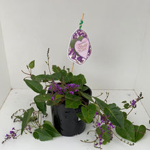 Load image into Gallery viewer, Hardenbergia 'Sweet Heart'