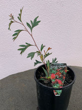 Load image into Gallery viewer, Grevillea ‘Gaudi Chaudi’