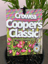 Load image into Gallery viewer, Crowea ‘Cooper’s Classic’