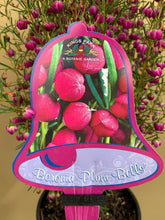 Load image into Gallery viewer, Boronia 'Plum Bells'