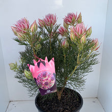 Load image into Gallery viewer, Serurria ‘Pretty n Pink’
