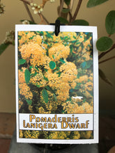 Load image into Gallery viewer, Pomaderris lanigera ‘Dwarf’
