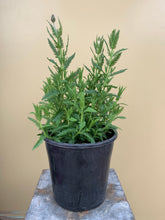 Load image into Gallery viewer, Lavender 'Super French'