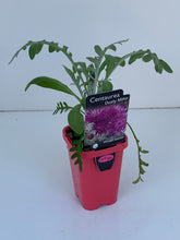 Load image into Gallery viewer, Centaurea 'Dusty Miller'