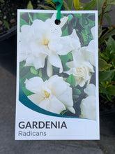 Load image into Gallery viewer, Gardenia ‘Radicans’