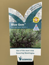 Load image into Gallery viewer, Westringia ‘Blue Gem’