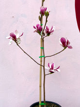 Load image into Gallery viewer, Magnolia ‘Picture’