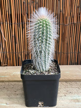 Load image into Gallery viewer, Espostoa lanata ‘Peruvian Old Man Cactus’