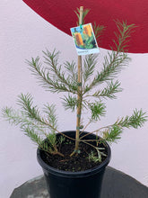 Load image into Gallery viewer, Banksia ‘Giant Candles’