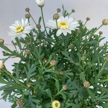 Load image into Gallery viewer, Argyranthemum 'Double White'