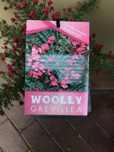 Load image into Gallery viewer, Grevillea lanigera ‘Woolly Grevillea’