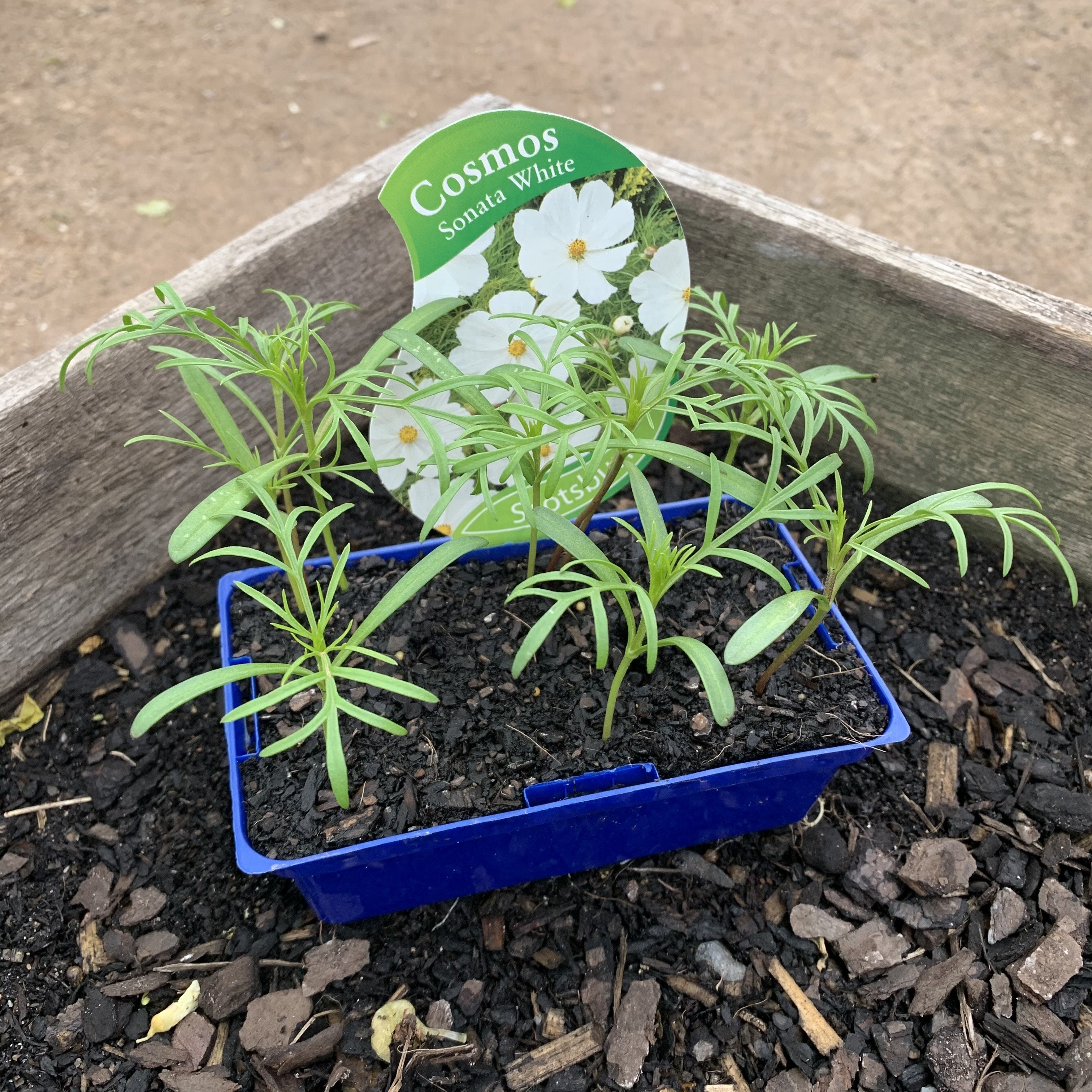 Cosmos Sonata F1 White Seeds