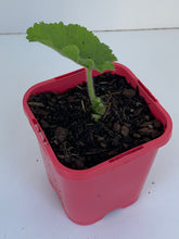 Load image into Gallery viewer, Hollyhock 'Celebrity Double Crimson'