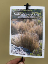 Load image into Gallery viewer, Austrostipa stipoides