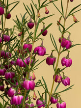 Load image into Gallery viewer, Boronia 'Plum Bells'