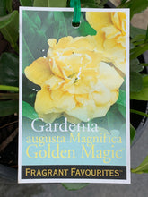 Load image into Gallery viewer, Gardenia ‘Golden Magic’