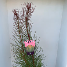 Load image into Gallery viewer, Aulax ‘Bronze Haze’