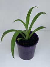 Load image into Gallery viewer, Arthropodium cirratum 'Te Puna'