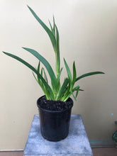 Load image into Gallery viewer, Anigozanthos ‘Waltzing Matilda’