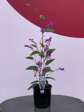 Load image into Gallery viewer, Hardenbergia violacea 'Happy Wanderer'