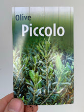 Load image into Gallery viewer, Olive 'Piccolo'