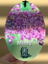 Load image into Gallery viewer, Prostanthera sieberi ‘Minty’